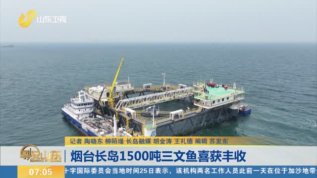 烟台长岛1500吨三文鱼喜获丰收