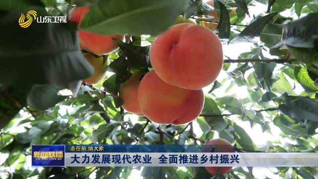 大力发展现代农业 全面推进乡村振兴【走在前 挑大梁】