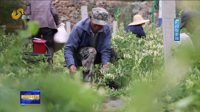 山里开出致富花【打造乡村振兴齐鲁样板】