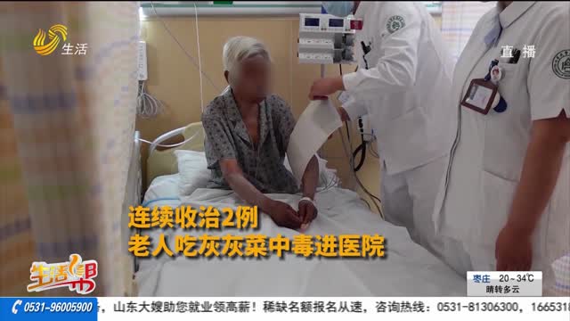 吃灰灰菜中毒 老人進醫(yī)院搶救