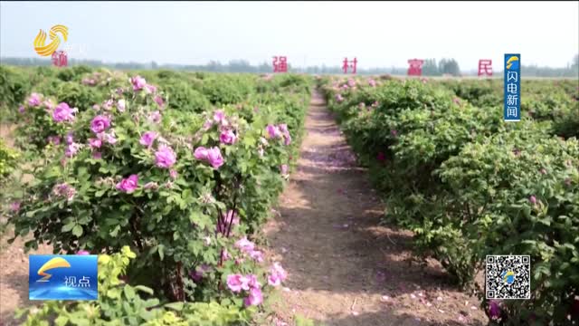乐陵：乡村好“丰”景 铺就产业致富路