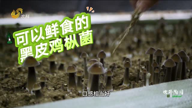 可以鮮食的黑皮雞樅菌