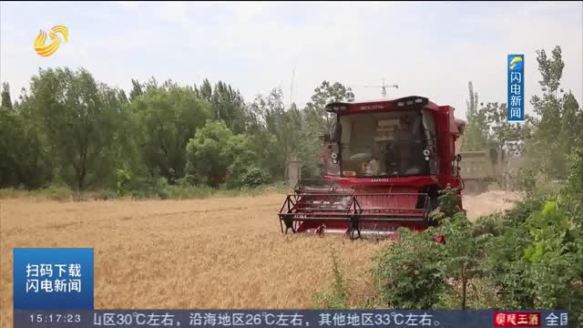 【“三夏”一線·現(xiàn)場報道】智能收割機“清涼”戰(zhàn)三夏！聊城麥收現(xiàn)場體驗科技新力量