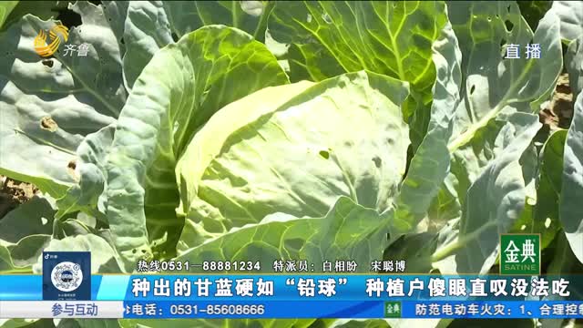 種出的甘藍硬如“鉛球” 種植戶傻眼直嘆沒法吃