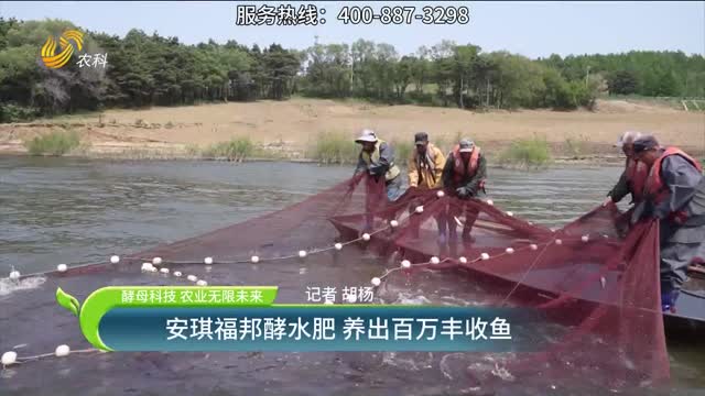 【酵母科技 農(nóng)業(yè)無限未來】安琪福邦酵水肥 養(yǎng)出百萬豐收魚