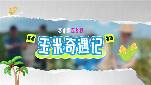 【小欒走鄉(xiāng)村】玉米奇遇記