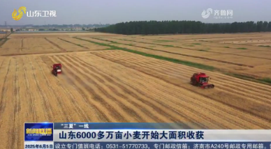 ?山東6000多萬畝小麥開始大面積收獲【“三夏”一線】