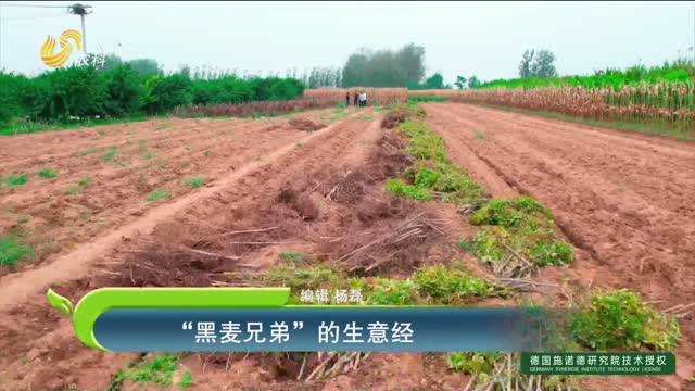 “黑麥兄弟”的生意經(jīng)