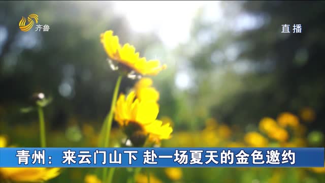 青州：来云门山下 赴一场夏天的金色邀约