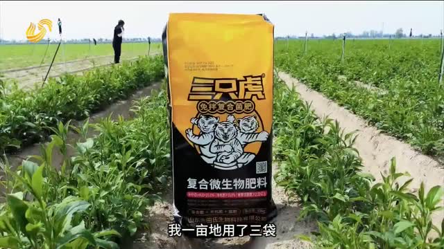【三只虎 大肥力】定州白術(shù)用上“三只虎” 一畝地增產(chǎn)五六百斤