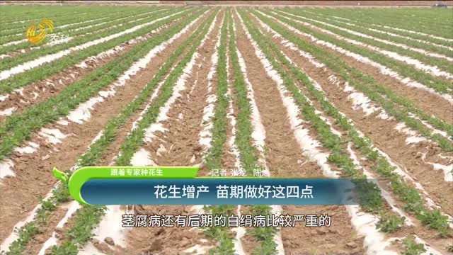 【跟著專家種花生】花生增產(chǎn) 苗期做好這四點