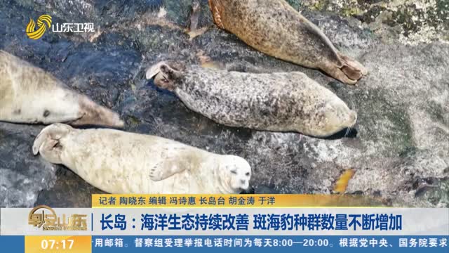 长岛：海洋生态持续改善 斑海豹种群数量不断增加