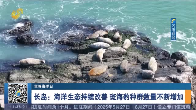 【世界海洋日】长岛：海洋生态持续改善 斑海豹种群数量不断增加