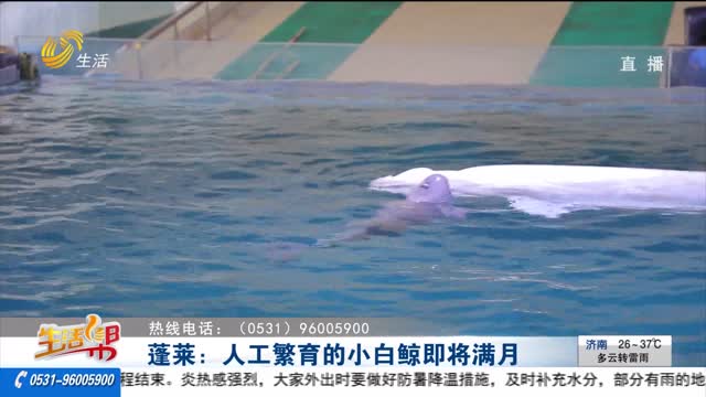 蓬莱：人工繁育的小白鲸即将满月