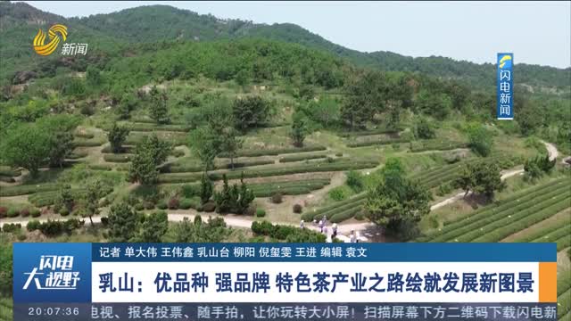 乳山：优品种 强品牌 特色茶产业之路绘就发展新图景