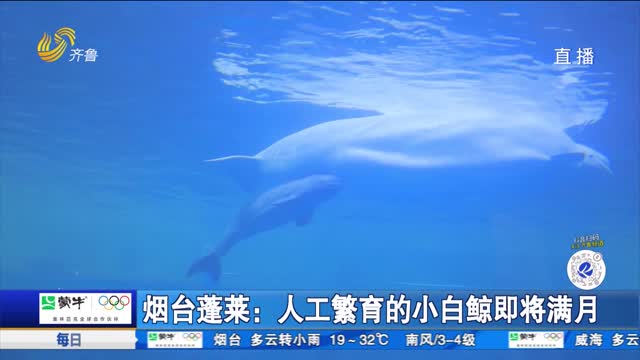 烟台蓬莱：人工繁育的小白鲸即将满月