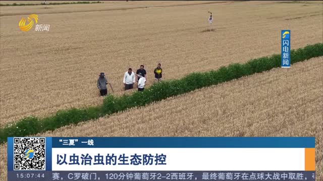 【“三夏”一线】以虫治虫的生态防控