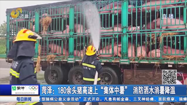 菏泽：180余头猪高速上“集体中暑” 消防酒水消暑降温
