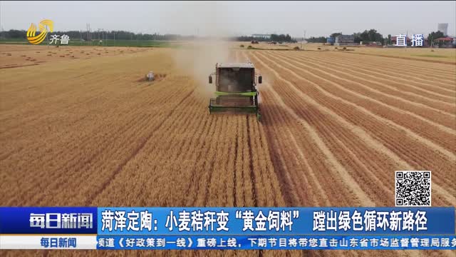 菏泽定陶：小麦秸秆变“黄金饲料” 蹚出绿色循环新路径