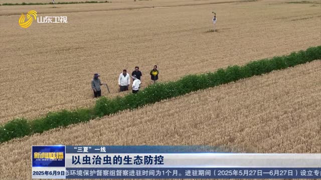 以虫治虫的生态防控【“三夏”一线】