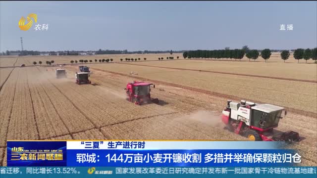 【“三夏”生产进行时】郓城：144万亩小麦开镰收割 多措并举确保颗粒归仓