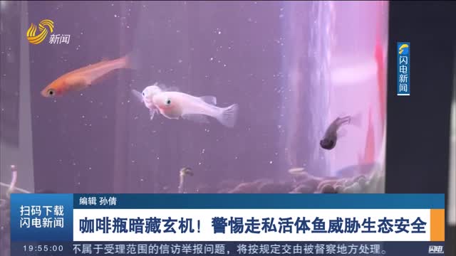 咖啡瓶暗藏玄机！警惕走私活体鱼威胁生态安全