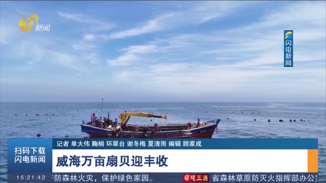 威海万亩扇贝迎丰收