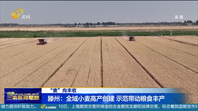 【“麦”向丰收】滕州：全域小麦高产创建 示范带动粮食丰产