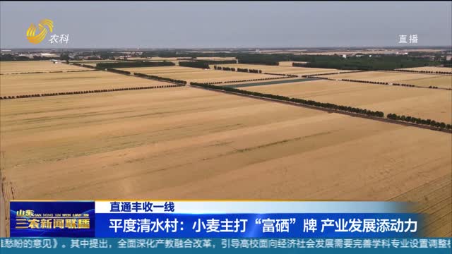 【直通丰收一线】平度清水村：小麦主打“富硒”牌 产业发展添动力