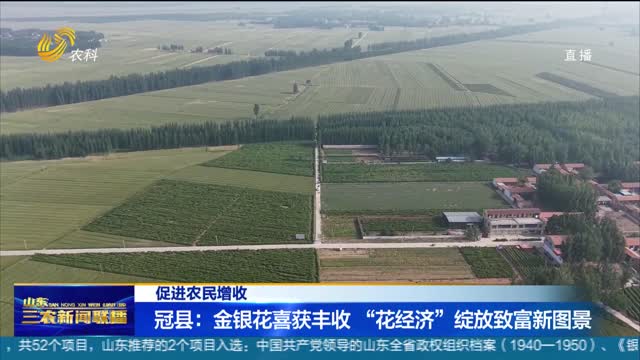 【促进农民增收】冠县：金银花喜获丰收 “花经济”绽放致富新图景