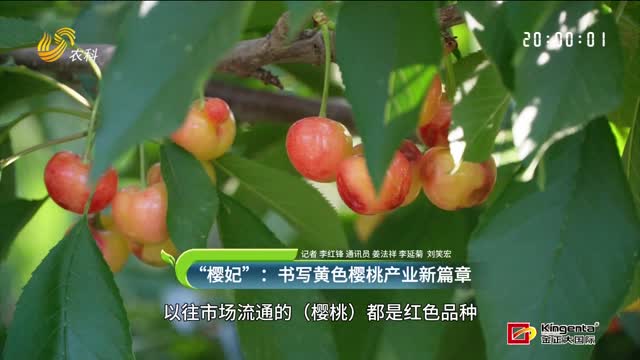 “櫻妃”：書寫黃色櫻桃產(chǎn)業(yè)新篇章