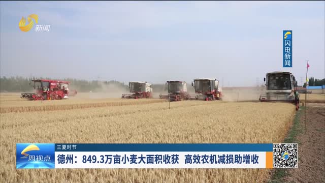 【三夏时节】德州：849.3万亩小麦大面积收获 高效农机减损助增收