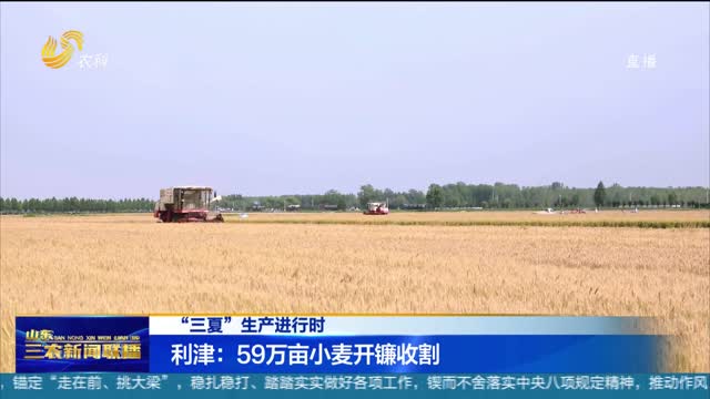 【“三夏”生产进行时】利津：59万亩小麦开镰收割