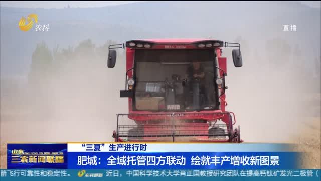 【“三夏”生产进行时】肥城：全域托管四方联动 绘就丰产增收新图景