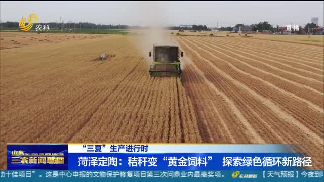 【“三夏”生产进行时】菏泽定陶：秸秆变“黄金饲料” 蹚出绿色循环新路径