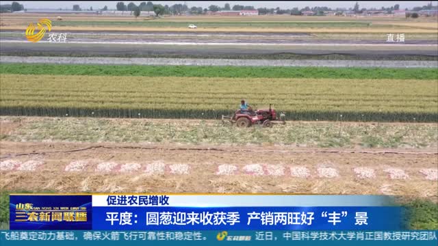 【促进农民增收】平度：圆葱迎来收获季 产销两旺好“丰”景