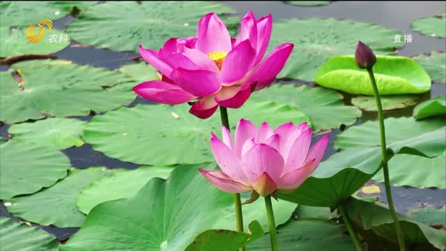 鱼台：西支河畔荷花绽放 绘就夏日绝美画卷