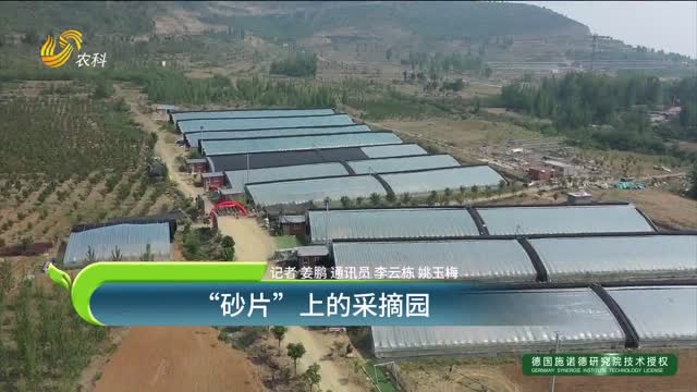 “砂片”上的采摘园