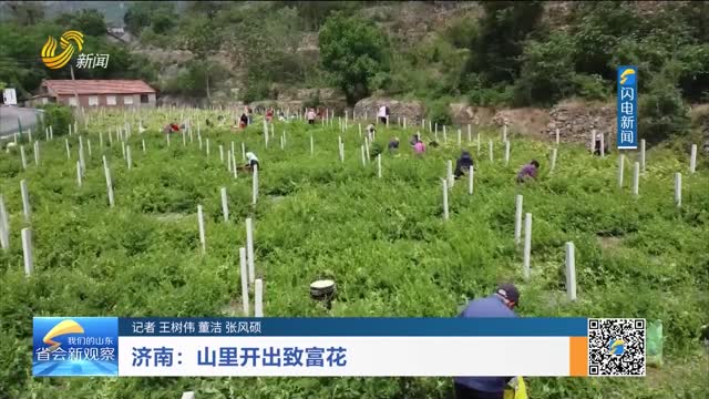 济南：山里开出致富花