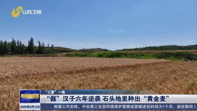 “倔”汉子六年逆袭 石头地里种出“黄金麦”【“三夏”一线】