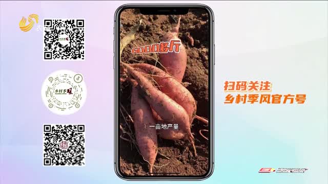 探秘有机红薯的“纯净产业链”