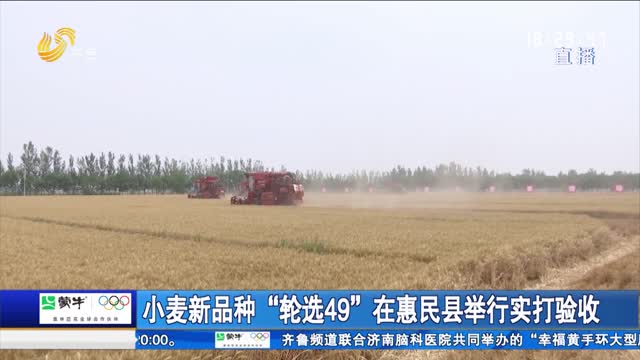 小麥新品種“輪選49”在惠民縣舉行實打驗收