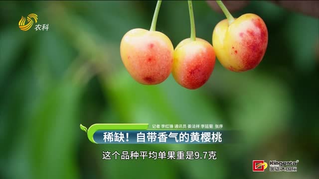 稀缺！自帶香氣的黃櫻桃
