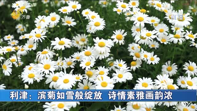 利津：滨菊如雪般绽放 诗情素雅画韵浓