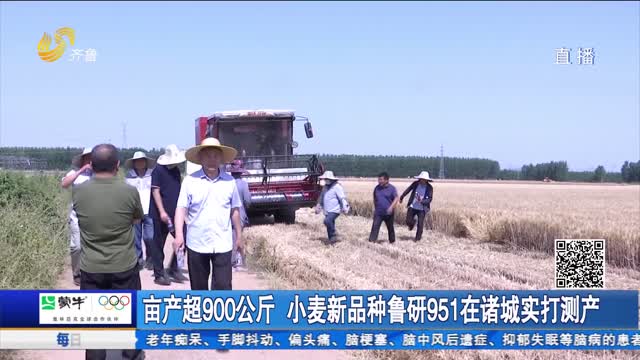 亩产超900公斤 小麦新品种鲁研951在诸城实打测产
