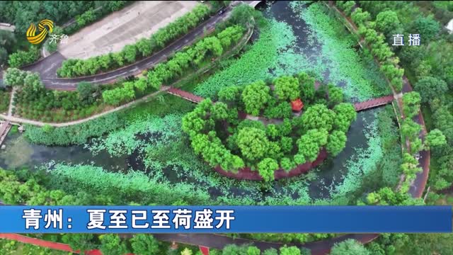 青州：夏至已至荷盛开