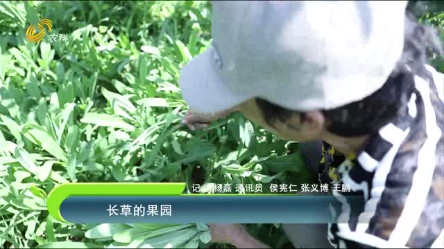 長草的果園
