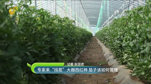 專家來“找茬” 大棚西紅柿 茄子該如何管理