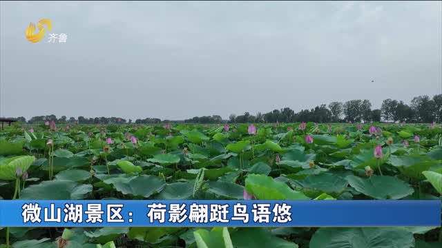 微山湖景区：荷影翩跹鸟语悠