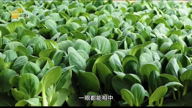 曹縣油菜用了“三只虎” 根系發達 長勢給力